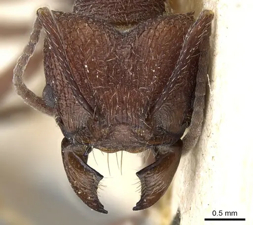 Amoimyrmex silvestrii - CASENT0905007