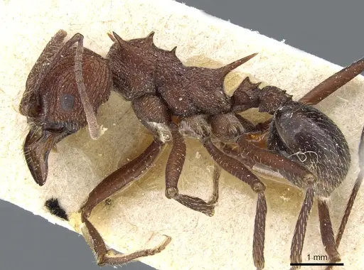 Amoimyrmex silvestrii - CASENT0905007