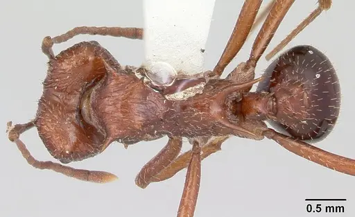Amoimyrmex striatus specimen