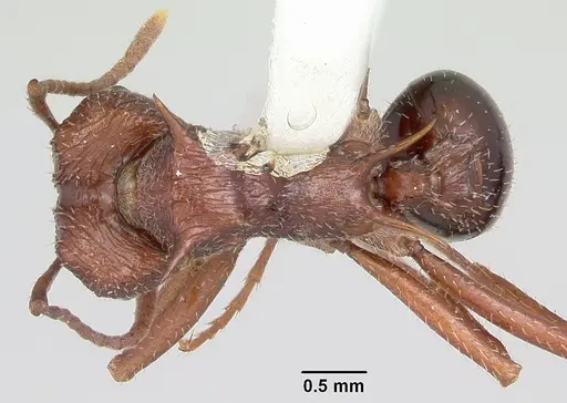 Amoimyrmex striatus - CASENT0104327