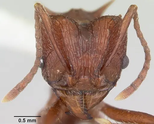 Amoimyrmex striatus - CASENT0104327