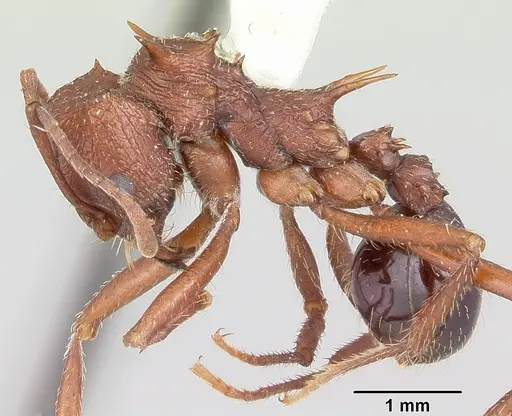 Amoimyrmex striatus - CASENT0104327
