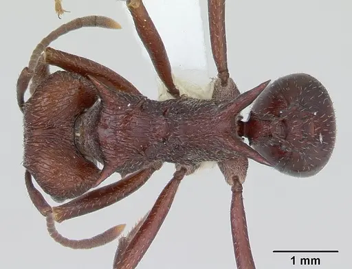 Amoimyrmex striatus - CASENT0173803