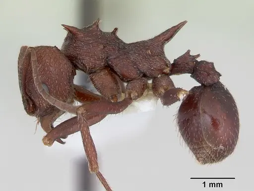 Amoimyrmex striatus - CASENT0173803