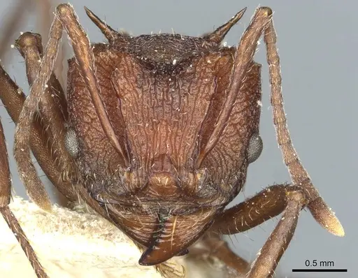 Amoimyrmex striatus - CASENT0912483