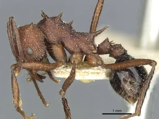 Amoimyrmex striatus - CASENT0912483
