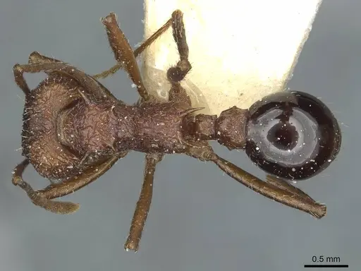 Amoimyrmex striatus - CASENT0912484