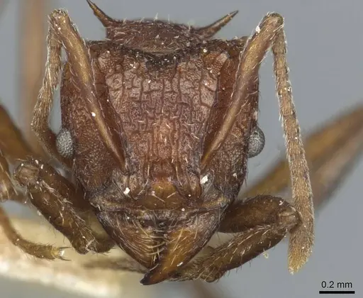 Amoimyrmex striatus - CASENT0912484