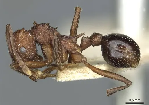 Amoimyrmex striatus - CASENT0912484