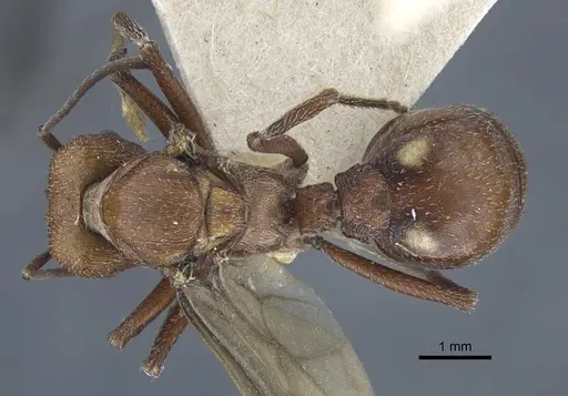 Amoimyrmex striatus - CASENT0916968