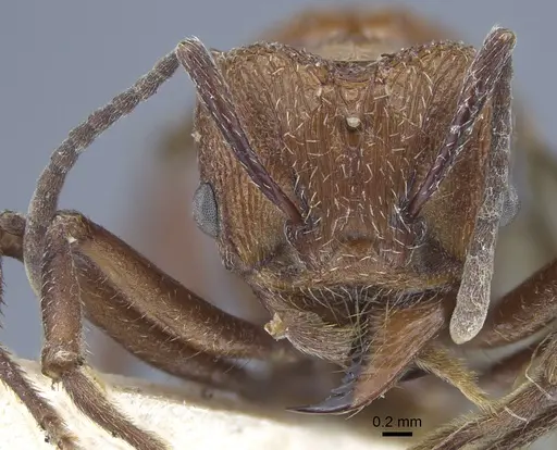 Amoimyrmex striatus - CASENT0916968