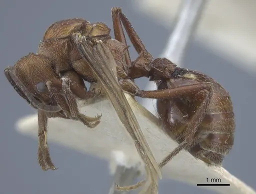 Amoimyrmex striatus - CASENT0916968