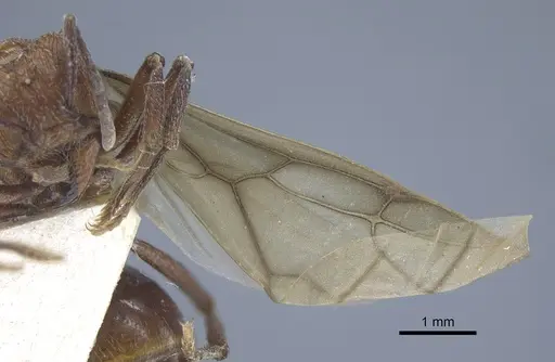 Amoimyrmex striatus - CASENT0916968