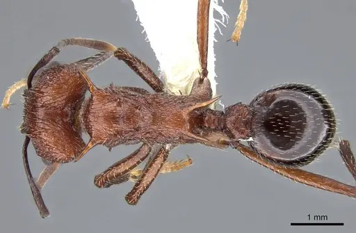 Amoimyrmex striatus - CASENT0922030