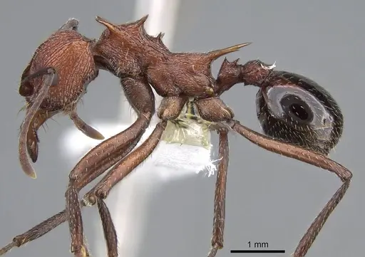 Amoimyrmex striatus - CASENT0922030