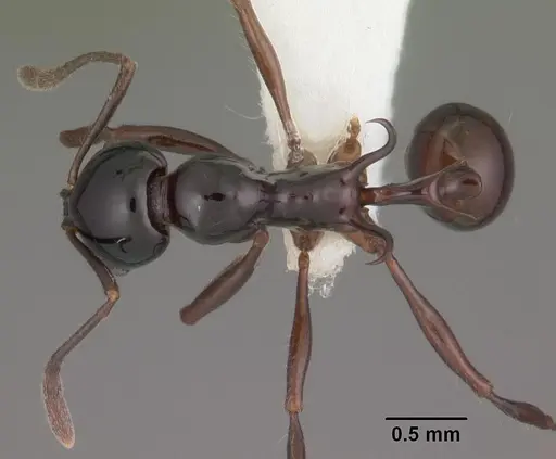 Ancyridris polyrhachioides specimen