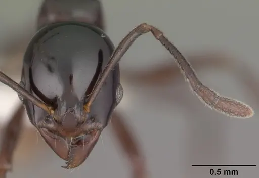 Ancyridris polyrhachioides specimen