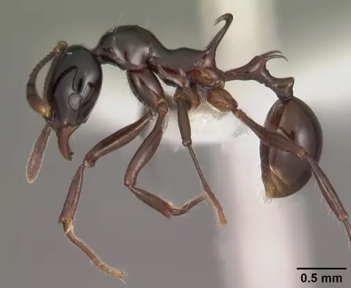 Ancyridris polyrhachioides specimen