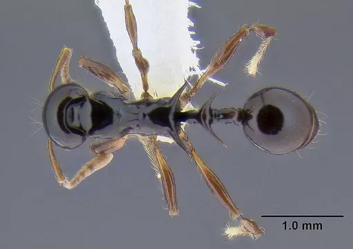 Ancyridris polyrhachioides - CASENT0106303