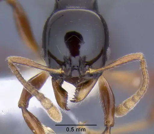 Ancyridris polyrhachioides - CASENT0106303