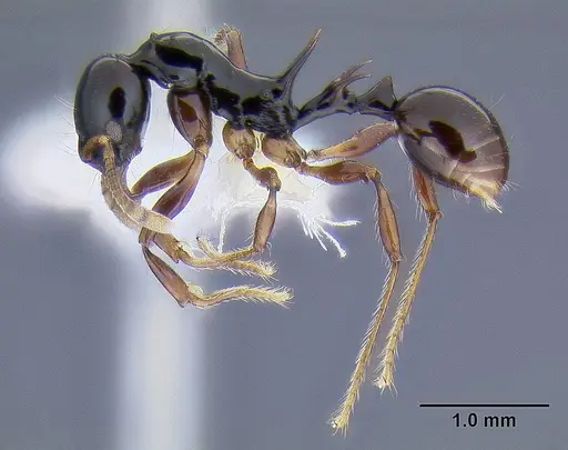 Ancyridris polyrhachioides - CASENT0106303