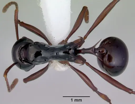 Ancyridris polyrhachioides - CASENT0172485