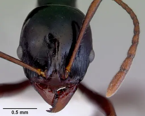 Ancyridris polyrhachioides - CASENT0172485