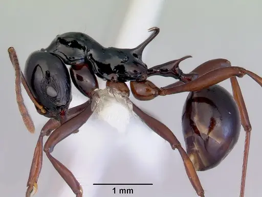 Ancyridris polyrhachioides - CASENT0172485