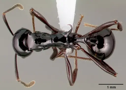 Ancyridris polyrhachioides - CASENT0434565