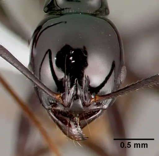 Ancyridris polyrhachioides - CASENT0434565