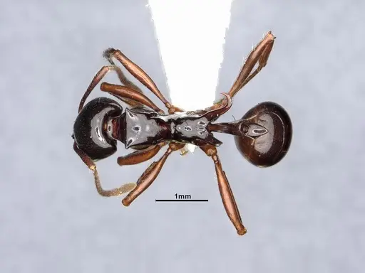 Ancyridris polyrhachioides - CASENT4032452