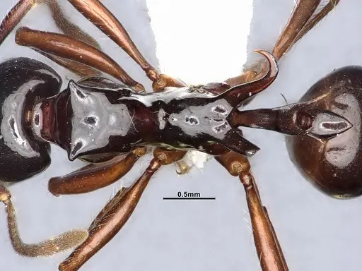 Ancyridris polyrhachioides - CASENT4032452