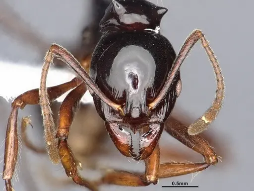 Ancyridris polyrhachioides - CASENT4032452