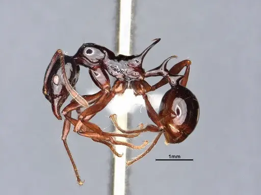 Ancyridris polyrhachioides - CASENT4032452