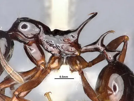 Ancyridris polyrhachioides - CASENT4032452