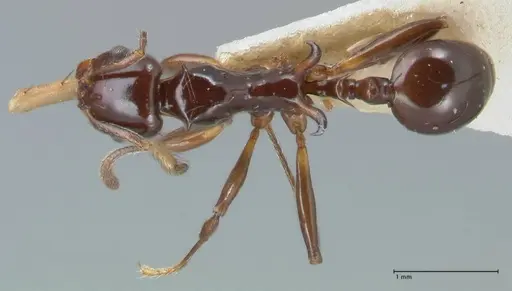 Ancyridris rupicapra specimen