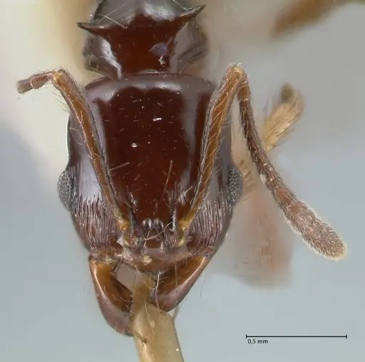 Ancyridris rupicapra specimen