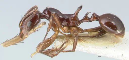 Ancyridris rupicapra specimen