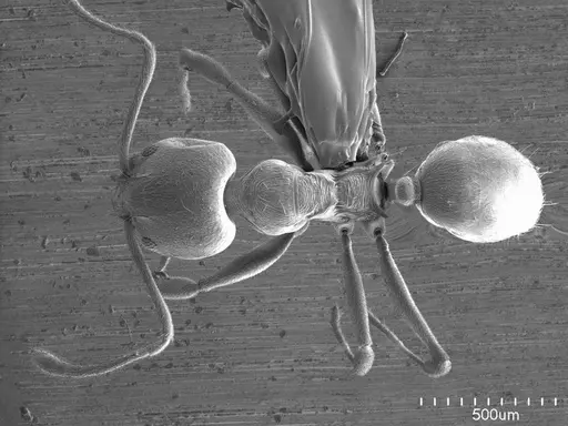 Aneuretus simoni specimen