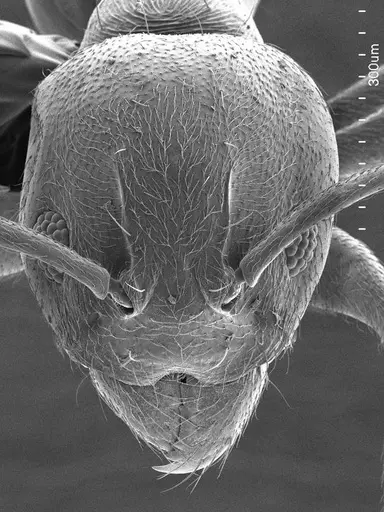 Aneuretus simoni specimen