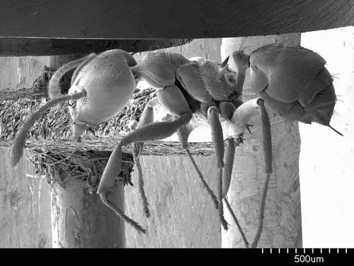 Aneuretus simoni - ANTWEB1008503