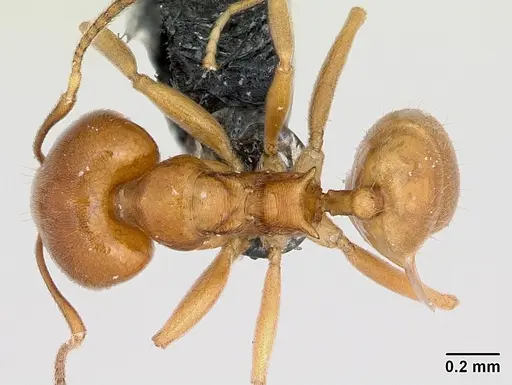 Aneuretus simoni - CASENT0007014