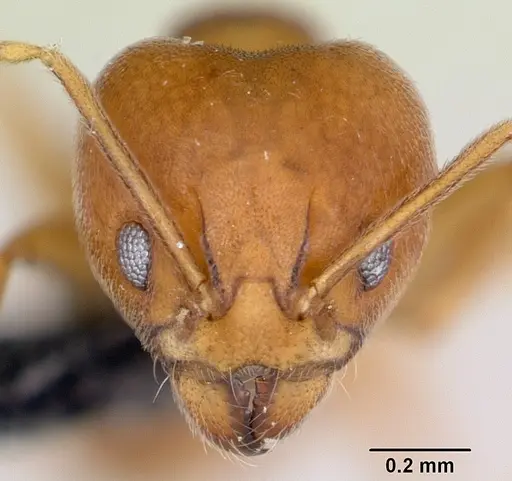 Aneuretus simoni - CASENT0007014