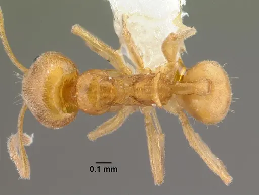 Aneuretus simoni - CASENT0010853