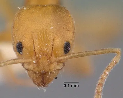 Aneuretus simoni - CASENT0010853