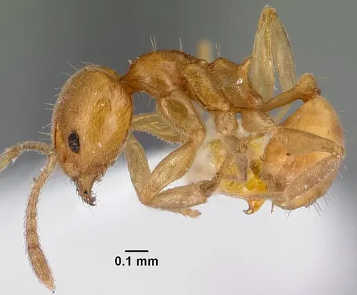 Aneuretus simoni - CASENT0010853