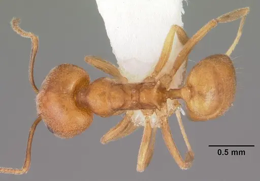 Aneuretus simoni - CASENT0102369