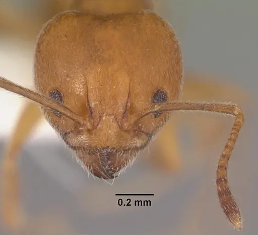Aneuretus simoni - CASENT0102369