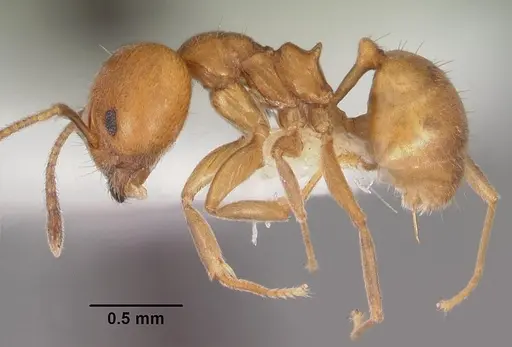 Aneuretus simoni - CASENT0102369