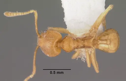 Aneuretus simoni - CASENT0102370